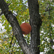 Illustration for article titled NASA Has Announced There Will Be An Ultra-Rare Spalding Eclipse Next Week Where The Sun Passes Directly Behind The Basketball Wedged In The Tree Outside This Boy’s Window